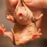 NakedMoleRat